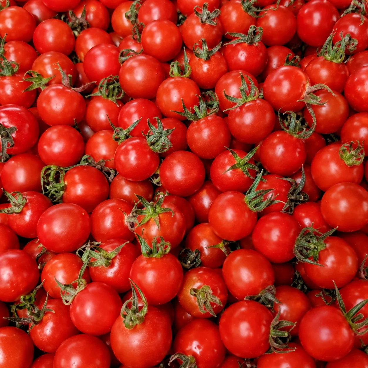 Roșii Cherry Sonia de Buzău 1KG